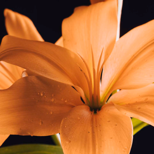 Amber Blossom