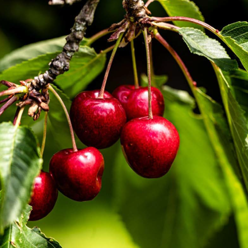 Cherry Ylang