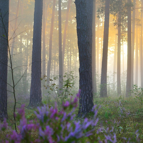 Enchanted Woods