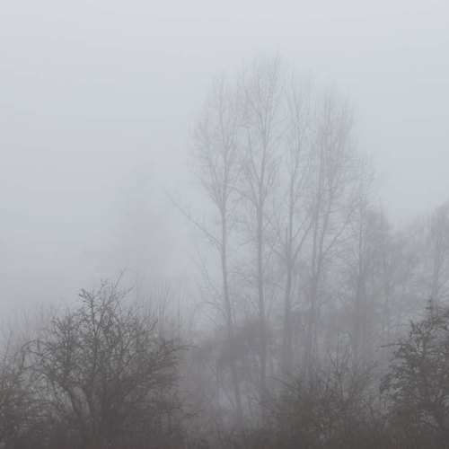 Eternal Forest