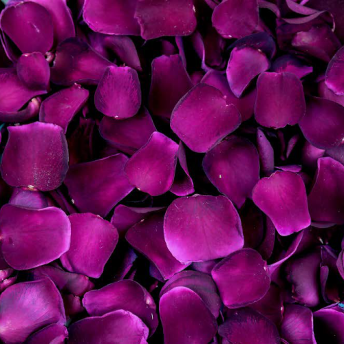 Velvet Petals