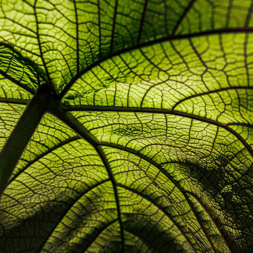Verdant Bloom