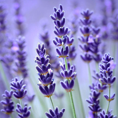 Whispers of Lavender