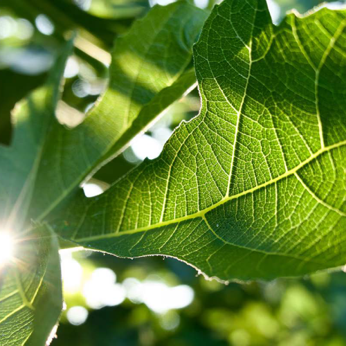 Woodland Leaf